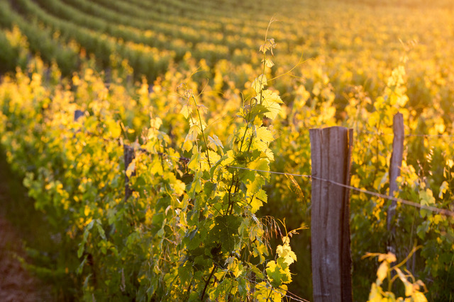 Nos vignes